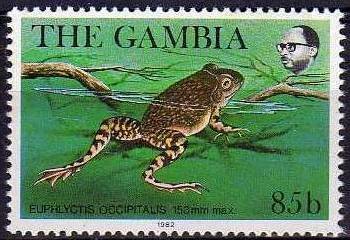 Groove-crowned Bullfrog (Euphlyctis occipitalis)