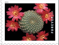 Rebutia minuscula