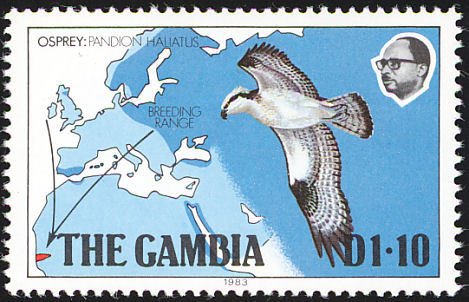 Western Osprey