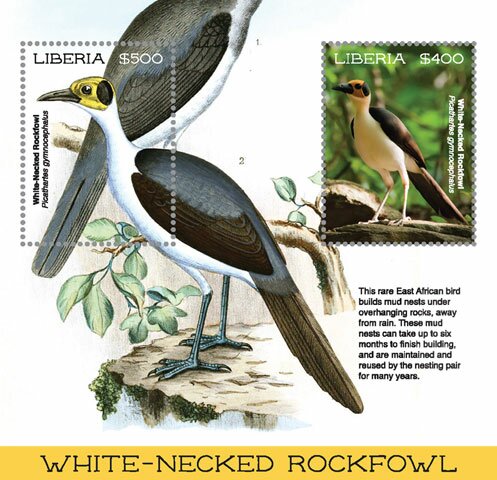 White-Necked Rockfowl