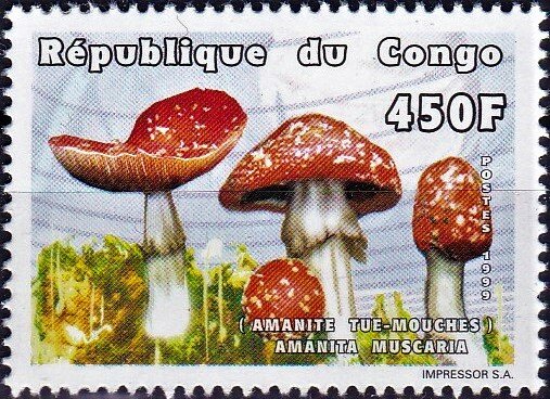 Amanita muscaria
