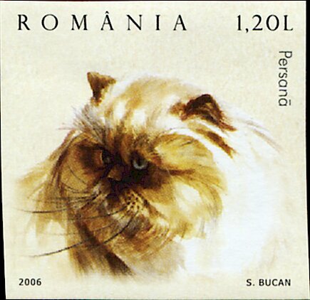 Persian Cat (Felis silvestris catus) Imperf