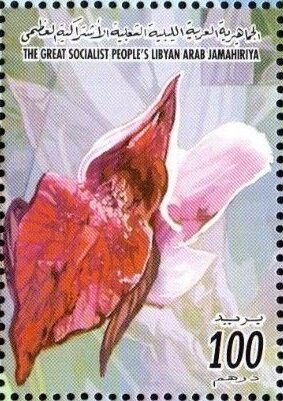 Redviolet-white orchid
