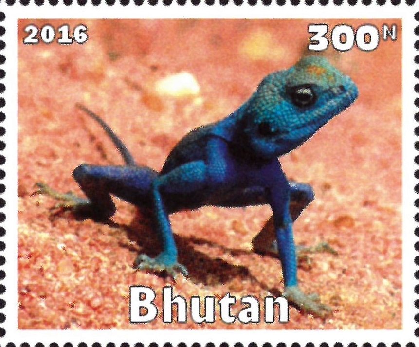 Lizard