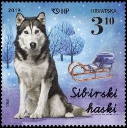 Siberian Husky