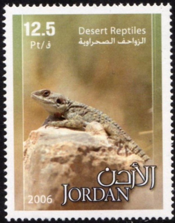 Lizard