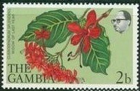 Clerodendrum Splendens