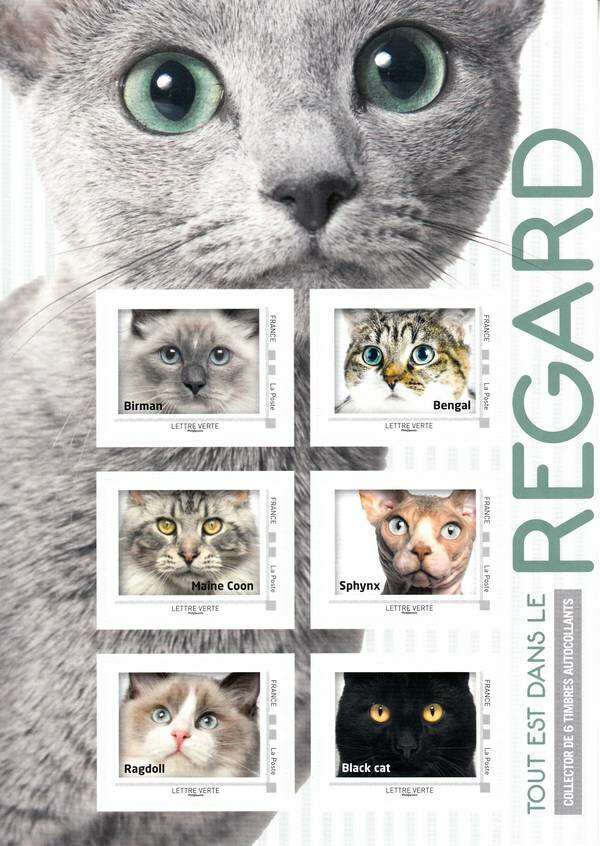 Faces of Cats - grey