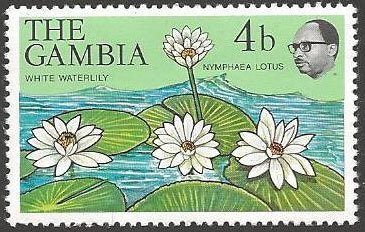 White Water Lily