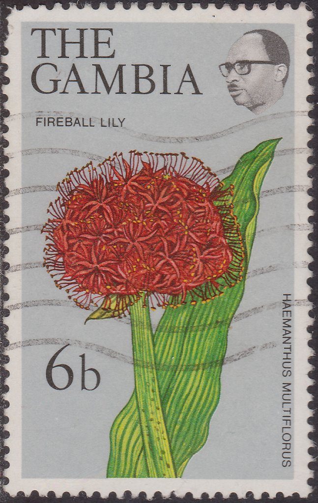 Fireball Lily