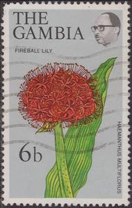 Stamp, Fireball Lily, Gambia,  , Flowers