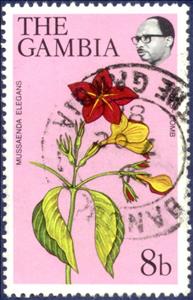 Stamp, Mussaenda Elegans, Gambia,  , Flowers