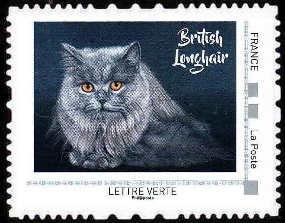 British Longhair