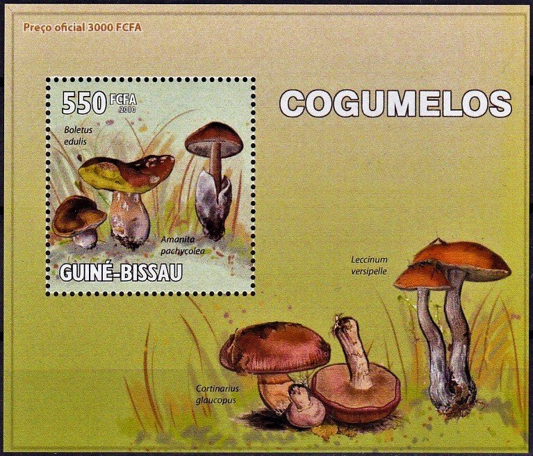 Biletus edulis/Amanita pachycolea