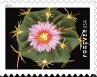 Thelocactus heterochromus