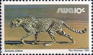 Cheetah (Acinonyx jubatus)