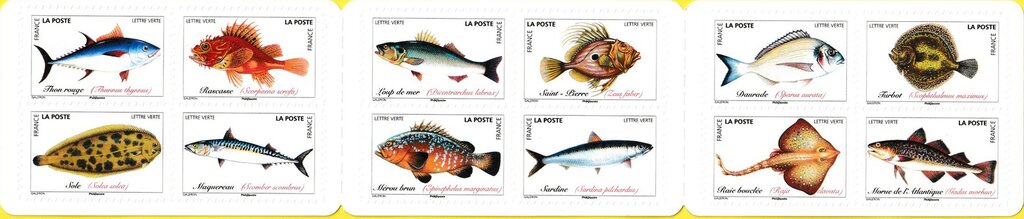 Ocean Fish