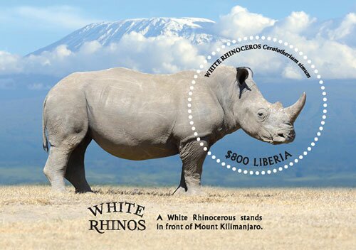 White Rhinoceros