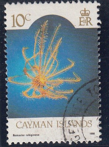 Orange Sea Lily (Nemaster rubiginosa)