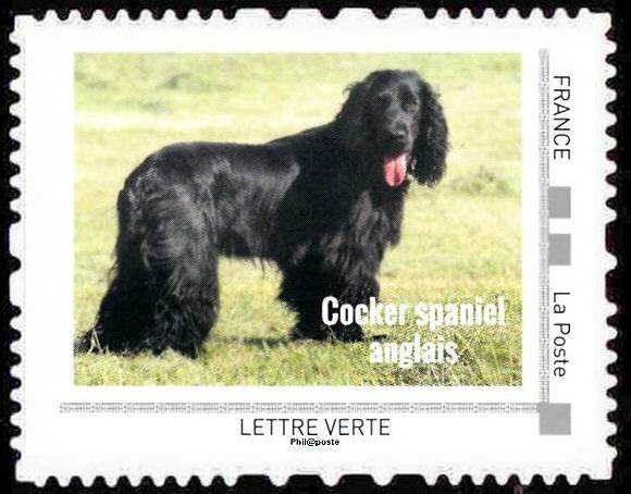 Cocker spaniel anglais