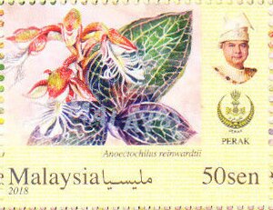 Orchids of Malaysia