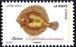 Turbot