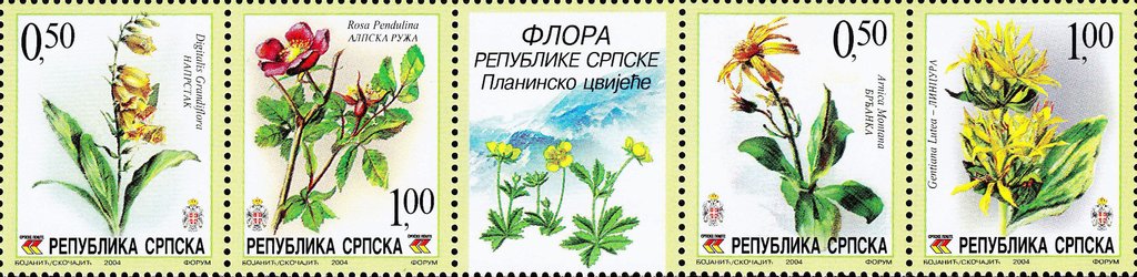 Mountain Flowers