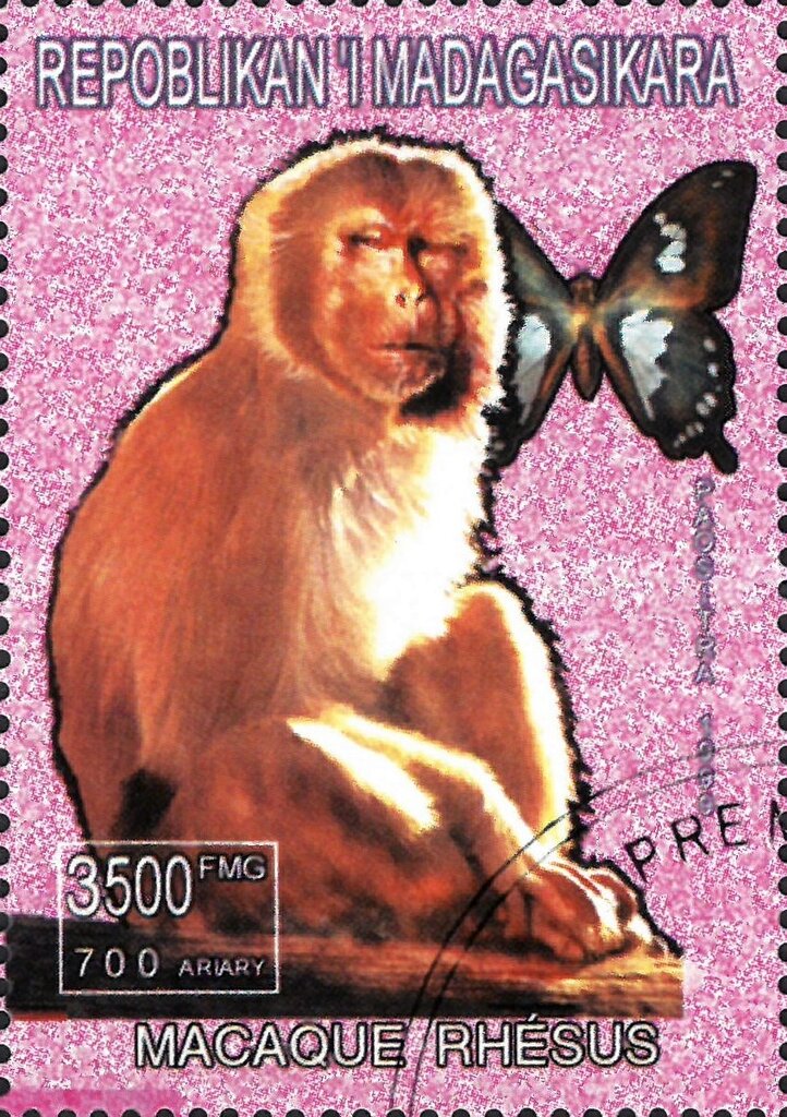 Macaque Rhesus