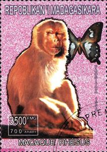 Stamp, Macaque Rhesus, Cinderellas,  , Animals (Fauna), Mammals, Monkeys