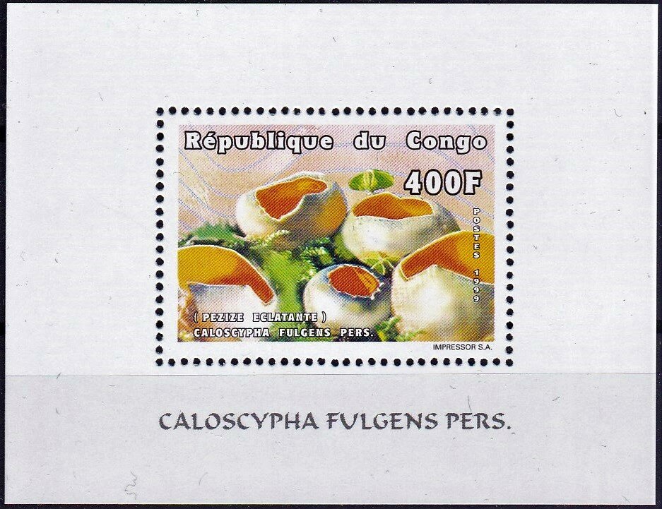 Caloscyphea fulgens