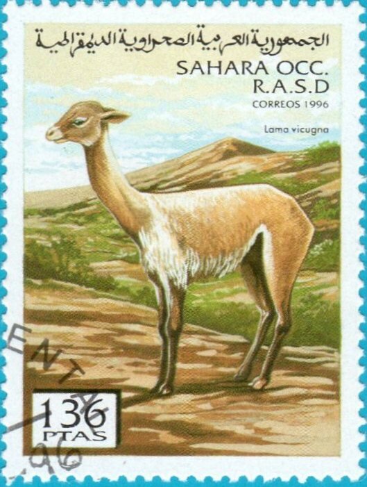 Lama vicugna