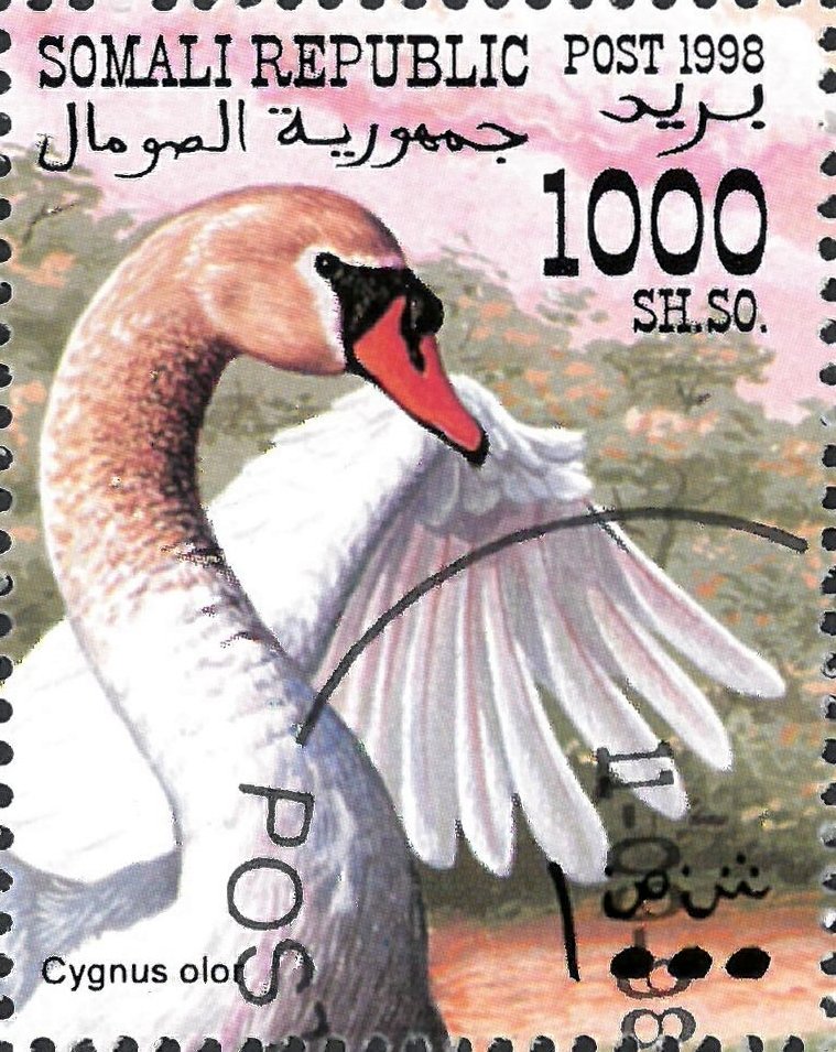 Mute Swan (Cygnus olor)