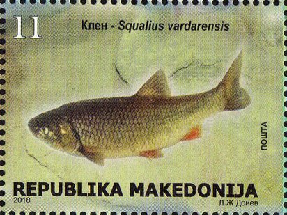 Vardar chub (Squalius vardarensis)