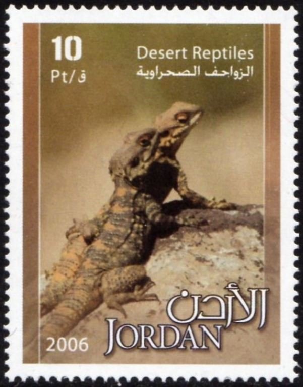 Lizard