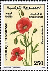 Coquelicot