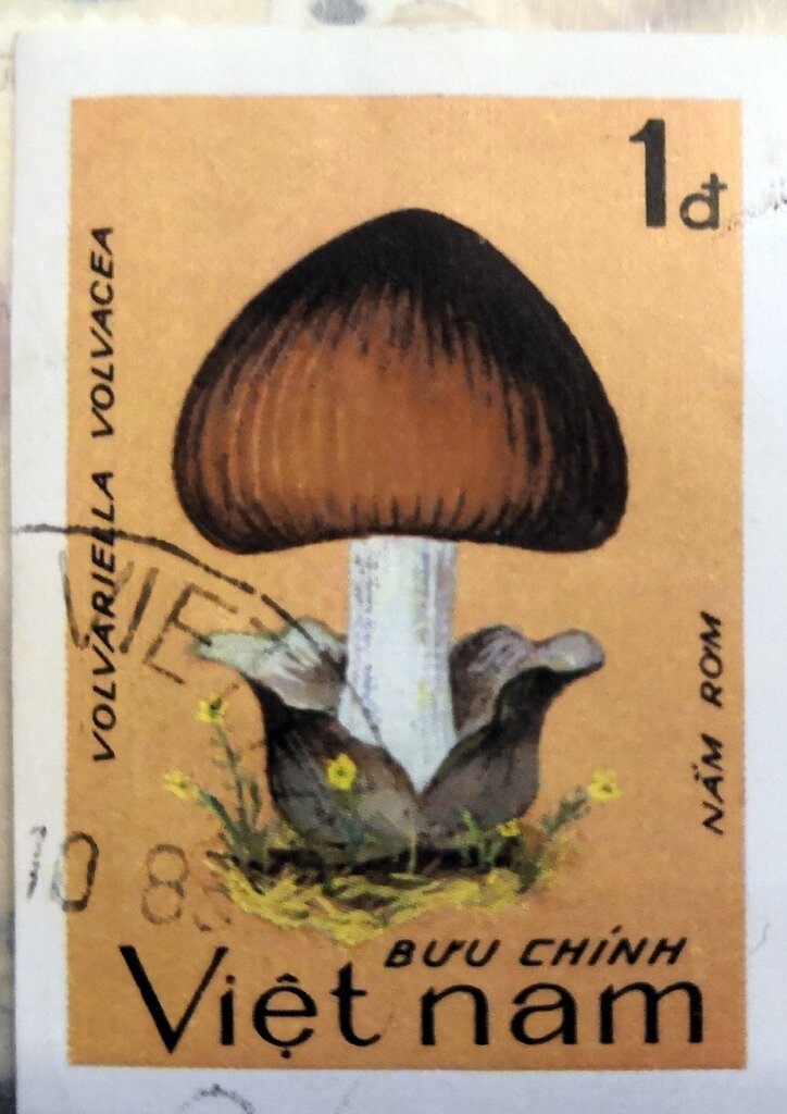 Volvariella volvacea
