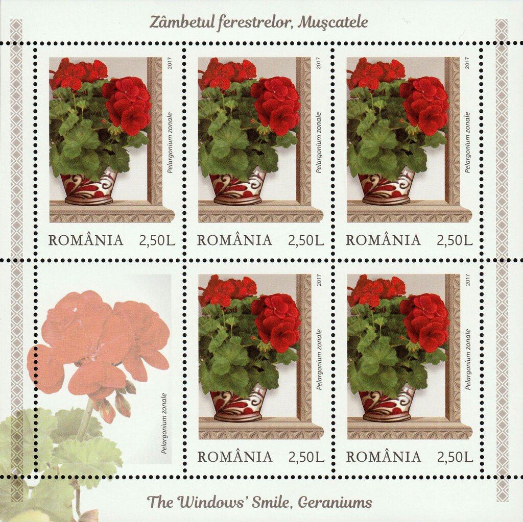 Red zonal pelargoniums (Pelargonium zonale)