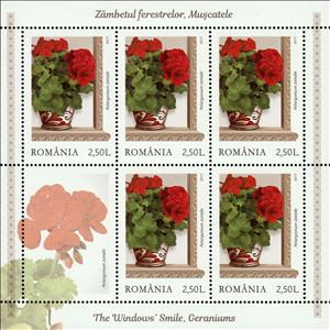 Mini Sheet, Red zonal pelargoniums (Pelargonium zonale), Romania,  , Flowers, Plants (Flora)