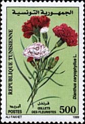 Carnation