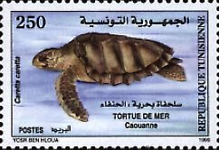 Loggerhead Turtle (Caretta caretta) 