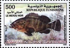 Dusky Grouper (Epinephelus marginatus) 