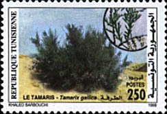 French Tamarisk (Tamarix gallica) 