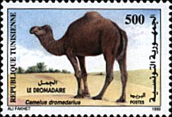 Dromedary (Camelus dromedarius)