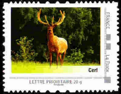 Cerf