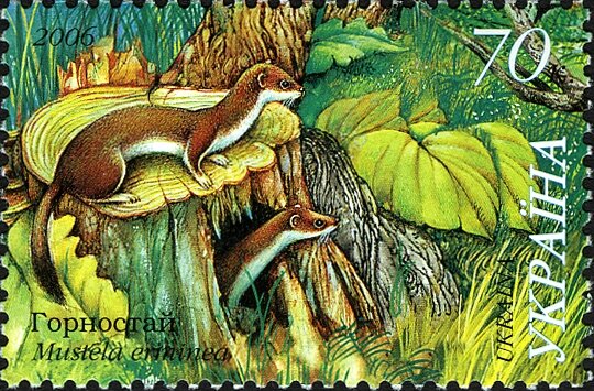 Ermine (Mustela erminea)