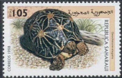Geochelone elegans