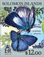 Candalides absimilis