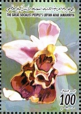 Brownviolet-yellow orchid