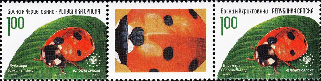 Seven-Spot Ladybird (Coccinella septempunctata)