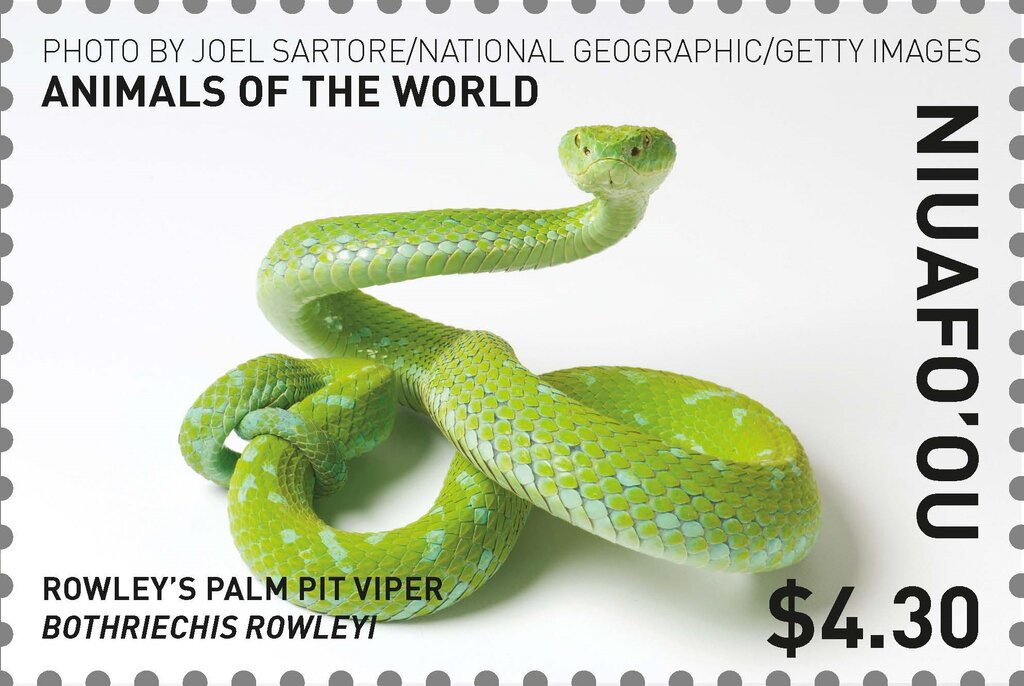 Rowley's Palm Pit Viper